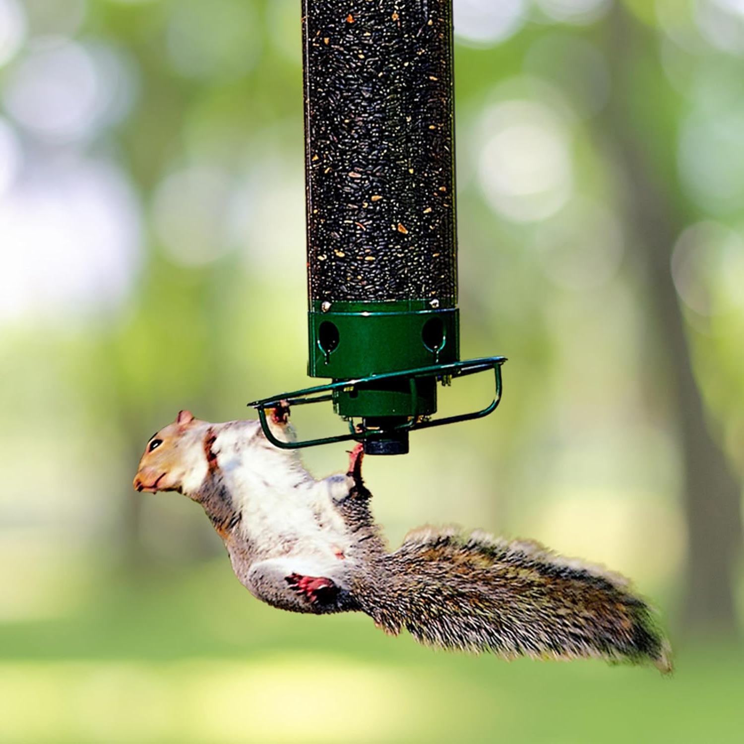 Nature's Haven | Squirrel Proof Bird Feeder with Rotating Perch | Durable Design for Stress-Free Birdwatching 0